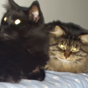 Meet your Posher, Cheryl